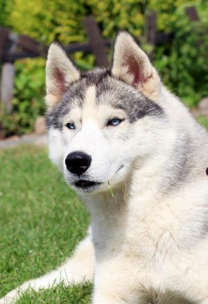 Dog Photo