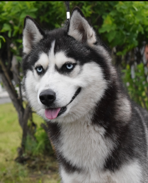Dog Photo
