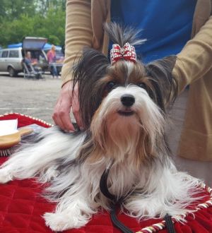 Dog Photo