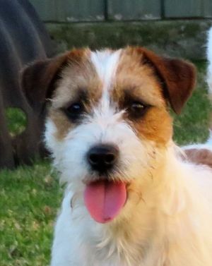Dog Photo
