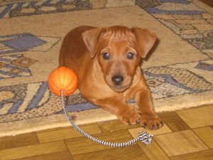 Dog Photo