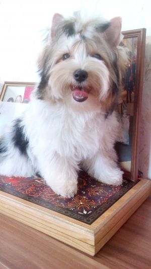 Dog Photo