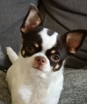 Dog Photo