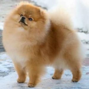 Dog Photo