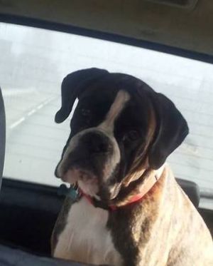 Dog Photo