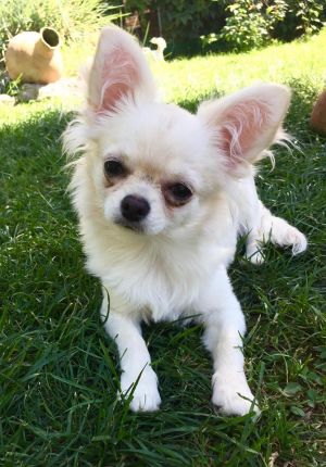 Dog Photo