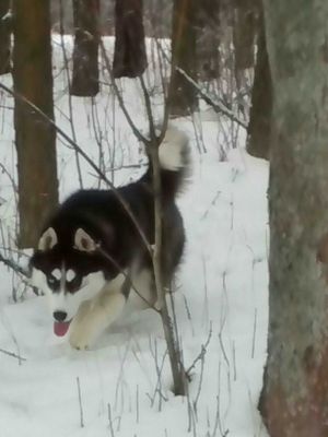 Dog Photo