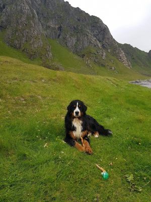 Dog Photo
