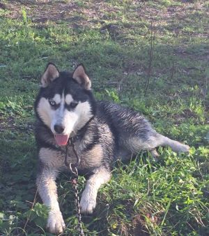 Dog Photo