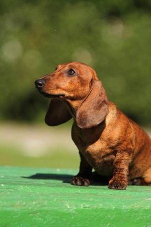 Dog Photo