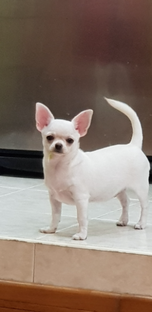 Dog Photo