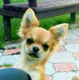 Dog Photo