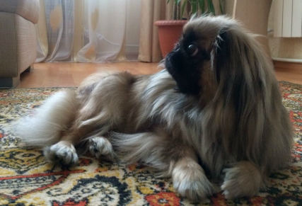 Dog Photo