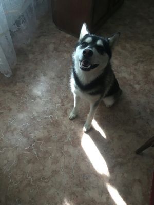Dog Photo