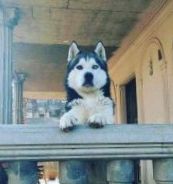 Dog Photo
