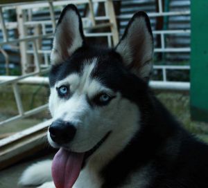 Dog Photo