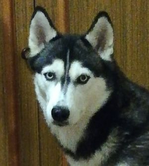 Dog Photo
