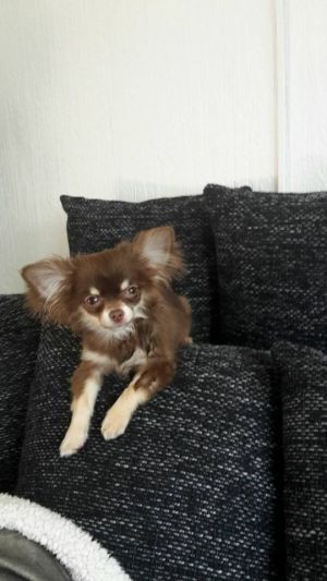 Dog Photo