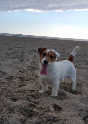 Dog Photo