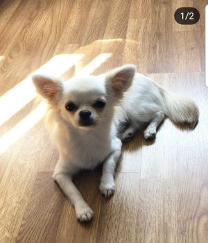 Dog Photo