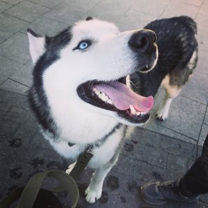 Dog Photo