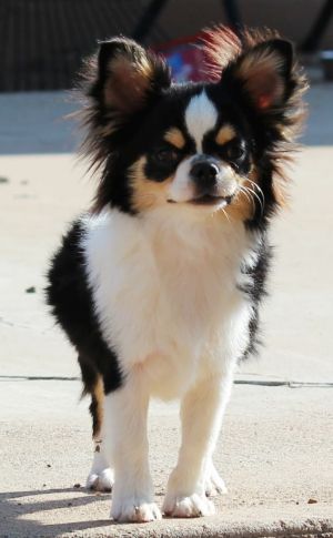 Dog Photo