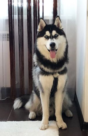 Dog Photo