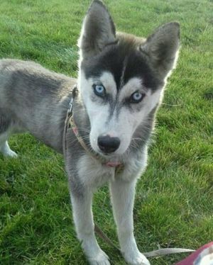 Dog Photo