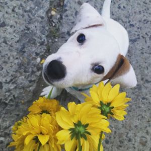 Dog Photo