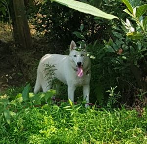 Dog Photo