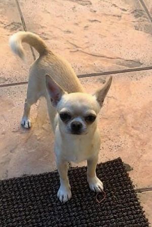 Dog Photo