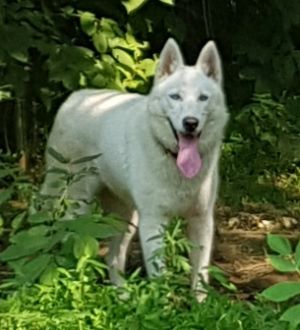 Dog Photo