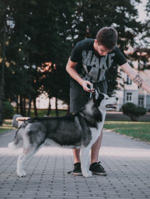 Dog Photo