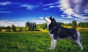 Dog Photo