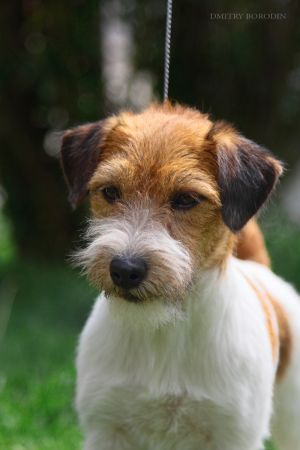 Dog Photo