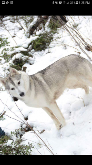 Dog Photo