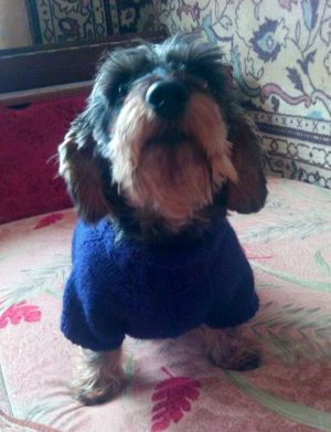 Dog Photo