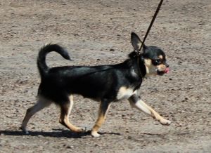 Dog Photo