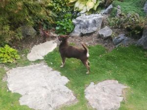 Dog Photo