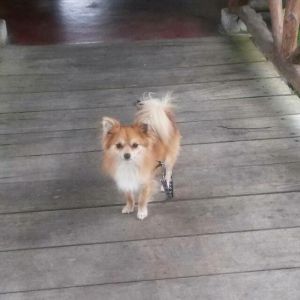 Dog Photo