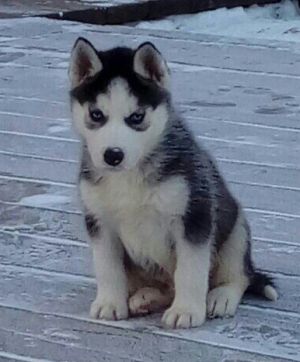 Dog Photo