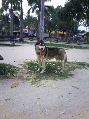 Dog Photo