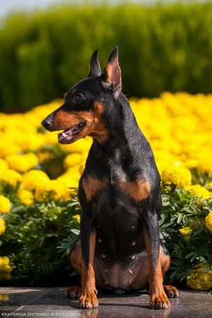 Dog Photo