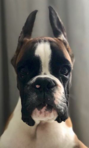 Dog Photo