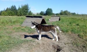 Dog Photo