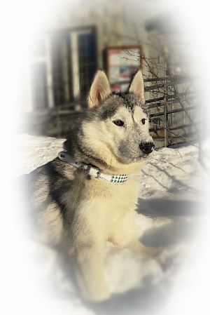 Dog Photo