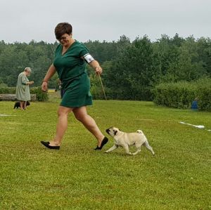 Dog Photo