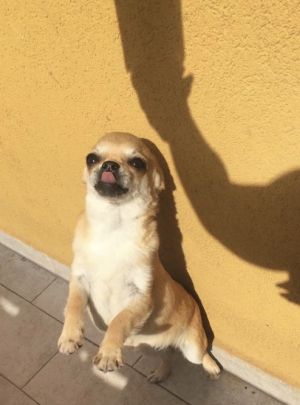 Dog Photo