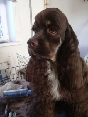 Dog Photo