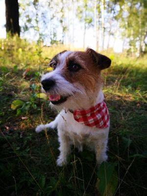 Dog Photo